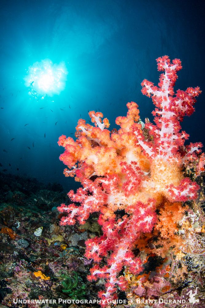 Beautiful, colorful soft corals await visiting photographers. Photo: Brent Durand