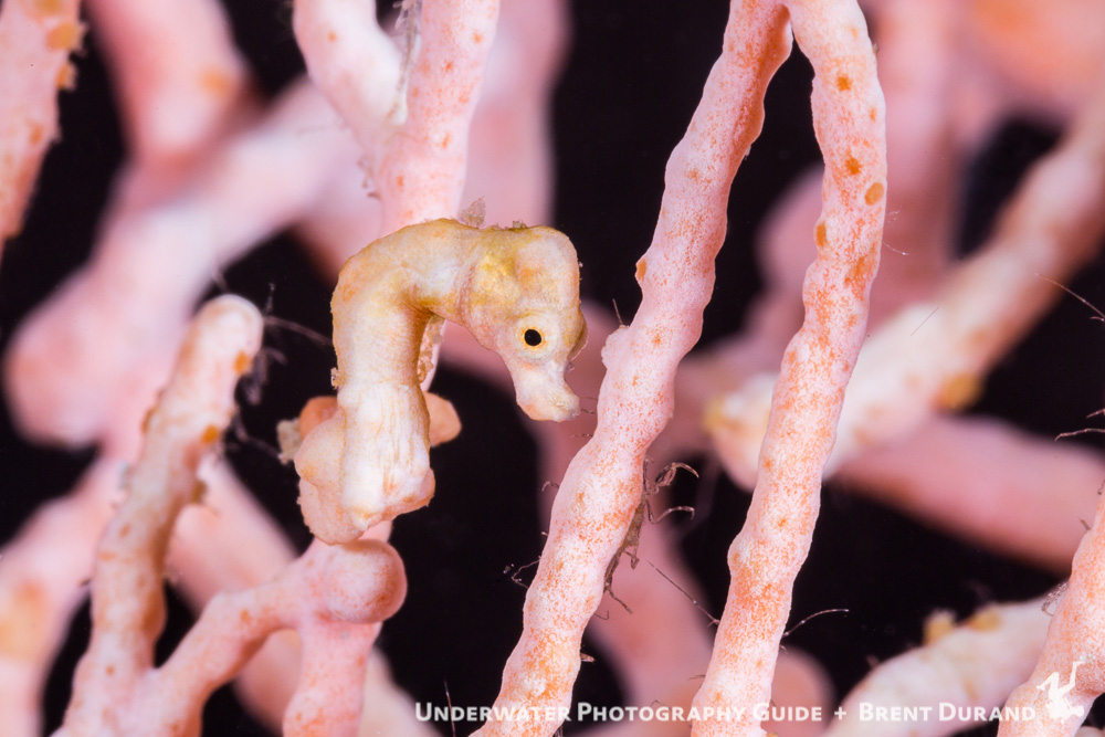 A Denise's pygmy seahorse blends in with its home sea fan. Photo: Brent Durand