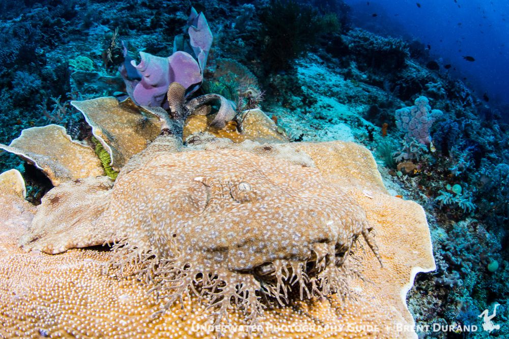 Often found tucked away in small crevaces, wobblegong sharks also rest on large plate corals, to which they blend in perfectly. Photo: Brent Durand