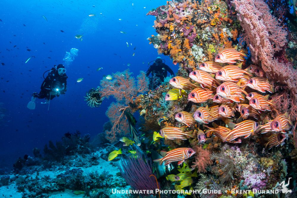 Divers approach a deep coral bommie at the start of a seamount dive. Photo: Brent Durand