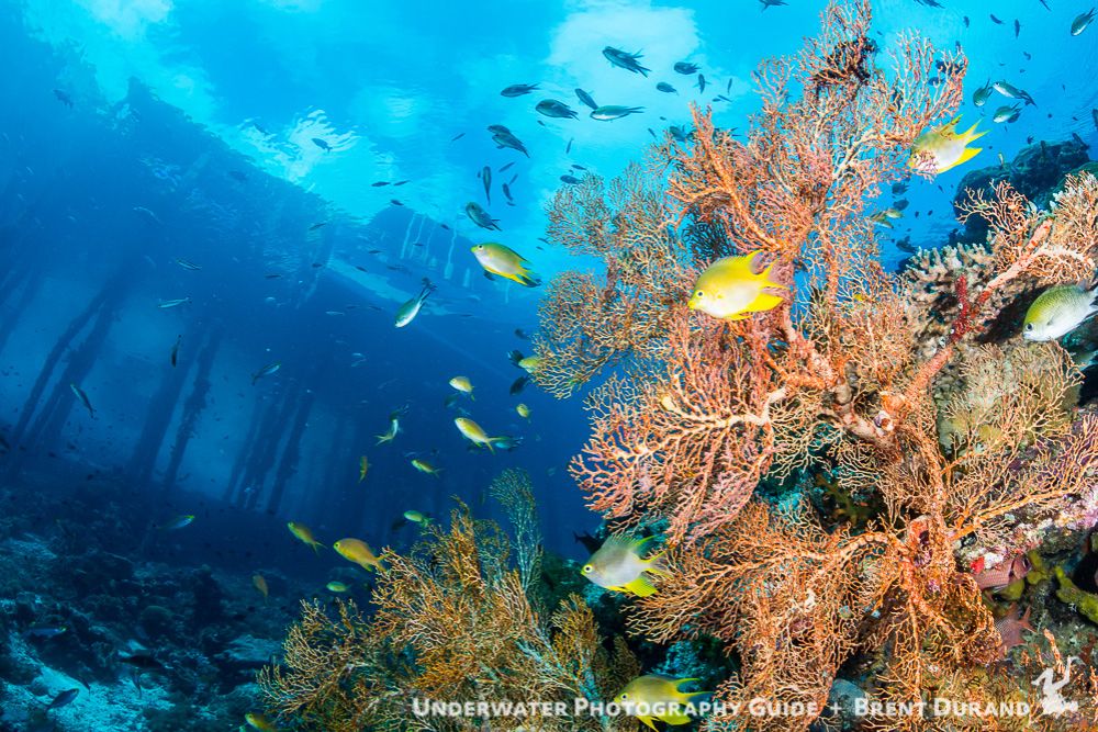 A view of the iconic Arborek Jetty. Every magazine-reading diver has seen the images of the soft corals growing on the pier pilings! Photo: Brent Durand