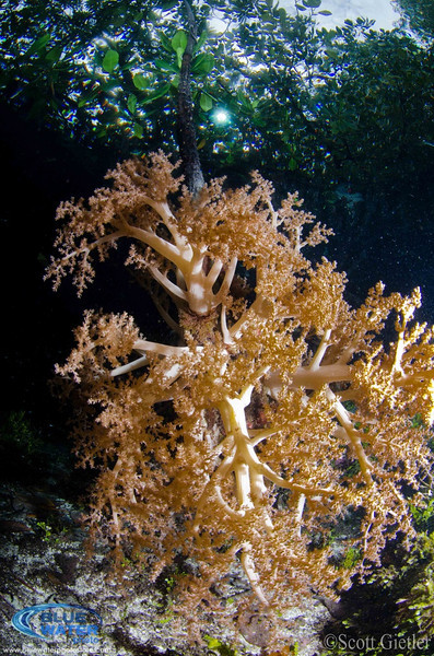 The mangroves present a very unique opportunity for photographers to shoot soft corals in shallow water under the tree canopy. Photo: Scott Gietler