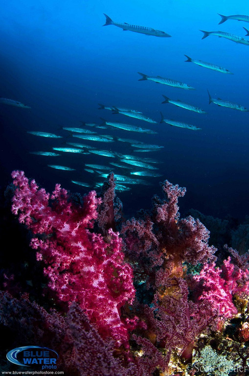 Some barracuda pass above some purple soft coral. Photo: Scott Gietler
