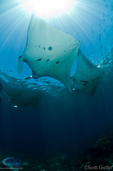 Manta Rays pass overhead. Photo: Scott Gietler