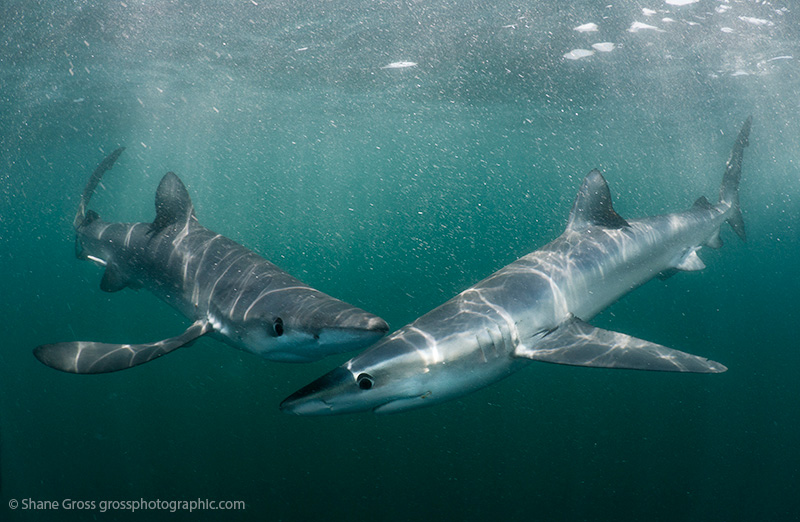 Two blue sharks cross paths as they slowly circle around divers.