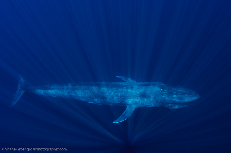 A whale passes underneath our boat in blue water.