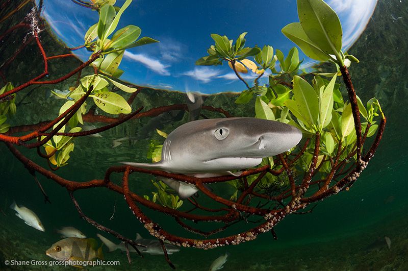 A skittish lemon shark pup is crisply captured with the help of strobe light.