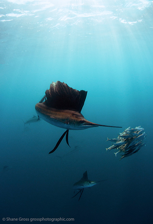 Sailfish hunt a dwindling bait ball off Isla Mujeres.