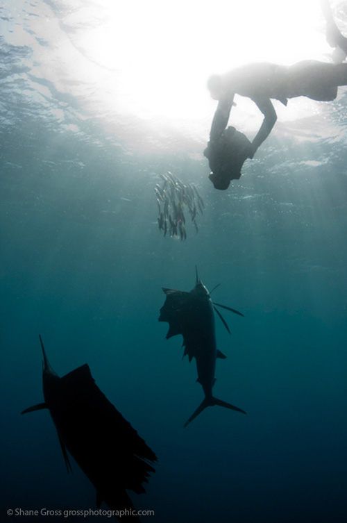A diver shoots in burst mode as two sailfish swim quickly by.