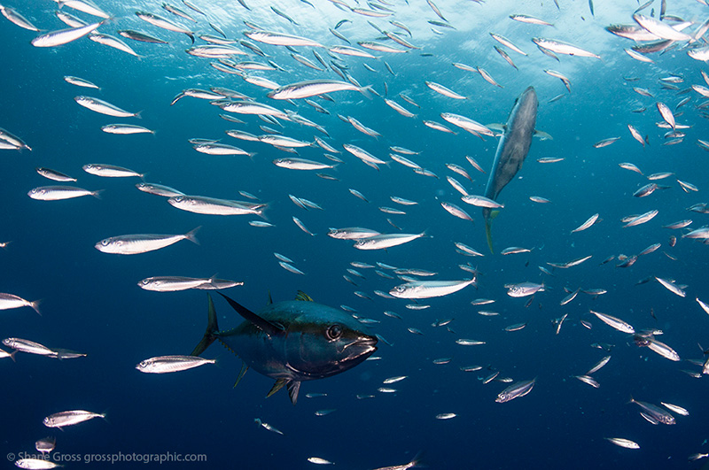 A yellowfin tuna swims quickly through a school of bait fish.