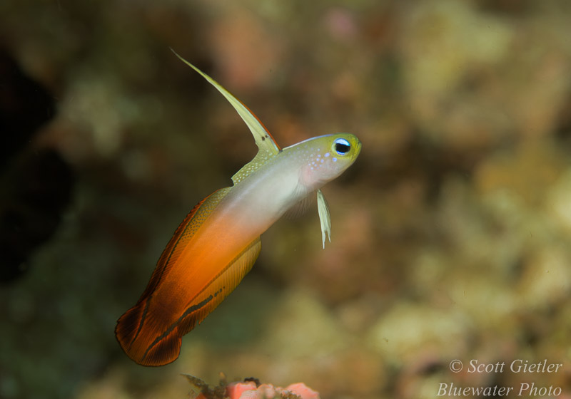 Fire dartfish from Anilao, 105mm VR lens Nikon D800 best underwater settings