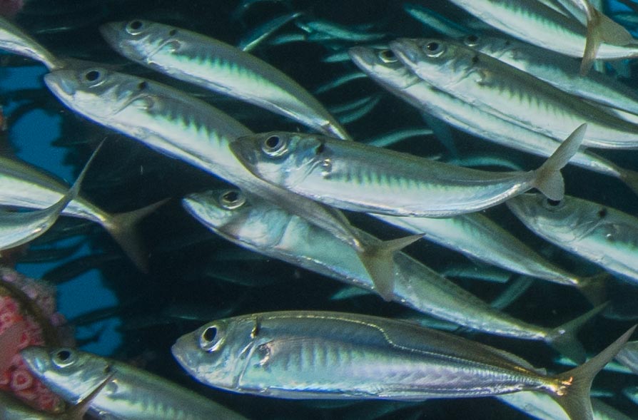 wide angle underwater photography oil rigs