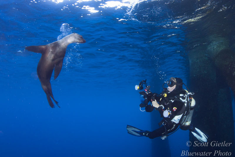 Diving California Oil Rigs - underwater photography