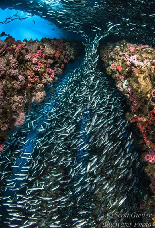 Diving California Oil Rigs - underwater photography