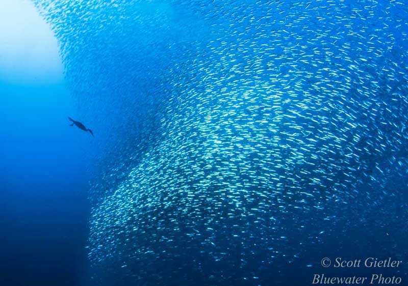 Diving California Oil Rigs - underwater photography