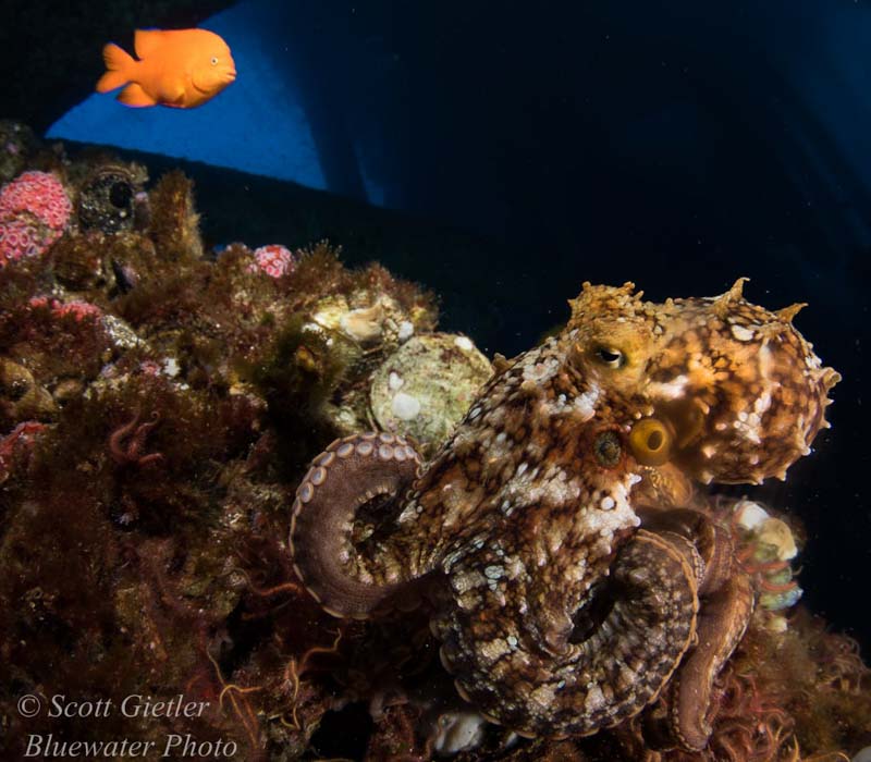 Diving California Oil Rigs - underwater photography