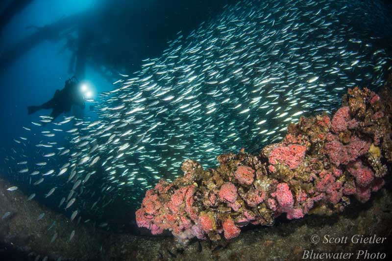 Diving California Oil Rigs - underwater photography