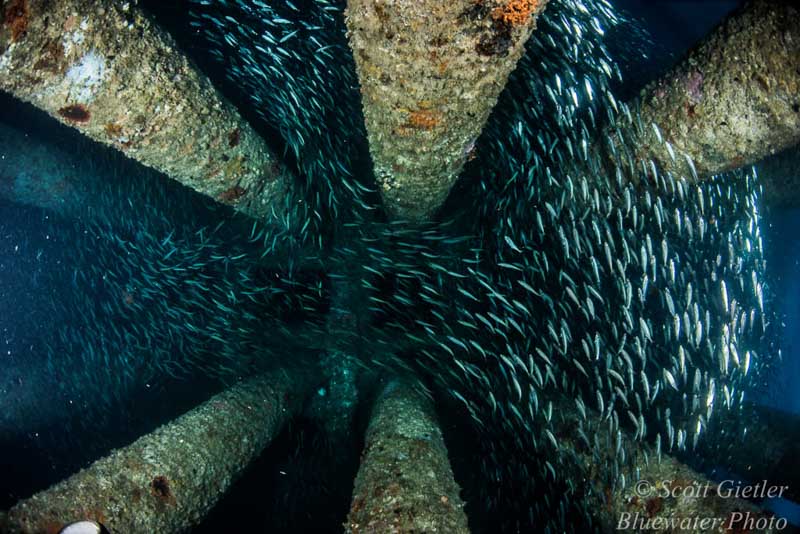 Diving California Oil Rigs - underwater photography