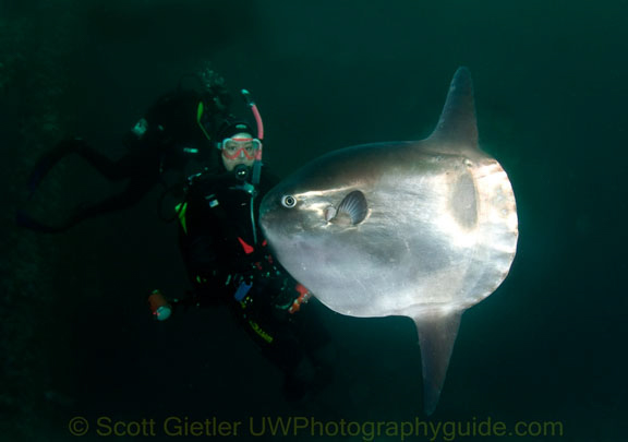 Diving California Oil Rigs - underwater photography