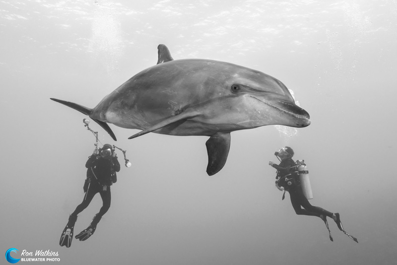 Photographers will also love the dolphin photo opps in French Polynesia. Photo: Ron Watkins