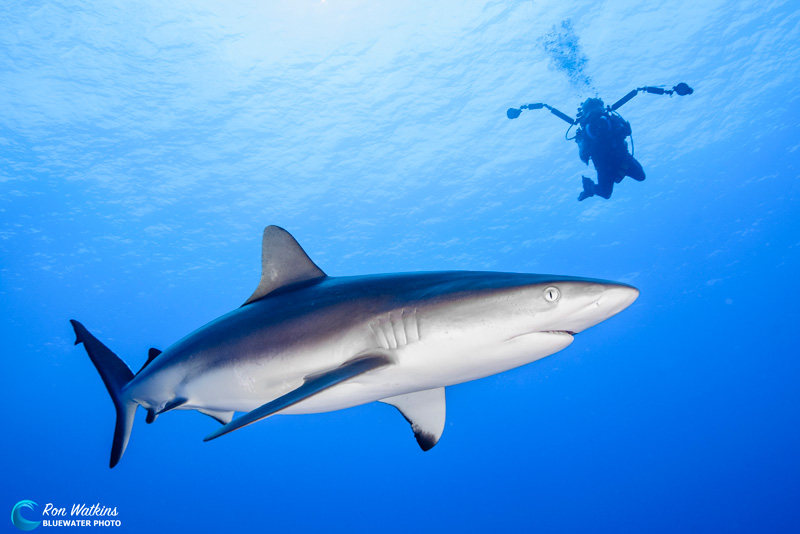 Plentiful shark photo opportunities in French Polynesia. Photo: Ron Watkins
