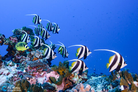 There is also a wide array of marine life besides sharks! Photo: Ron Watkins