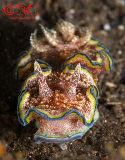 A nudibranch composition shot on the full frame 5D Mk III with Canon 100mm macro lens.