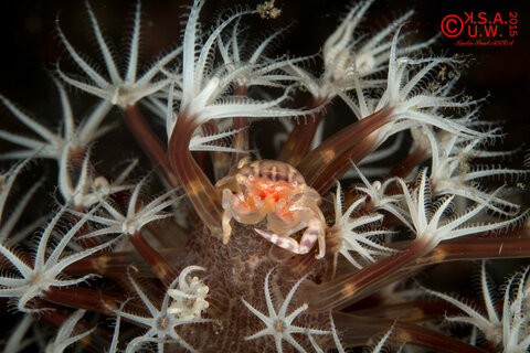 A porcelain crab sits in its host sea pen.