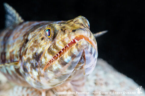 Lizardfish are a common subject in the Indo-Pacific, but always fun to shoot.