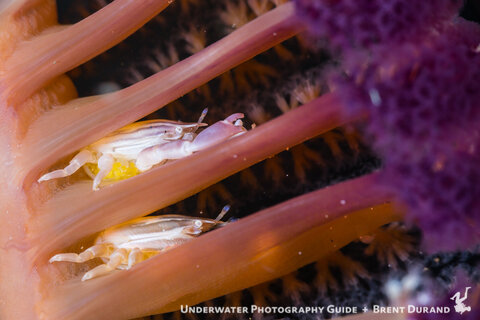 Pulling back for a different compositions of two crabs, one with eggs.