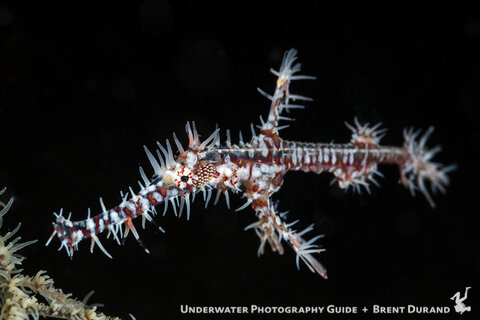 Ornate ghost pipefish can be a surprisingly difficult subject to shoot.