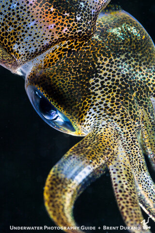 Beautiful color from the Canon 100mm Macro lens with the 5D Mark III.