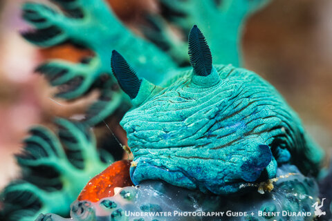 A nembrotha nudibranch chows down on a tunicate.