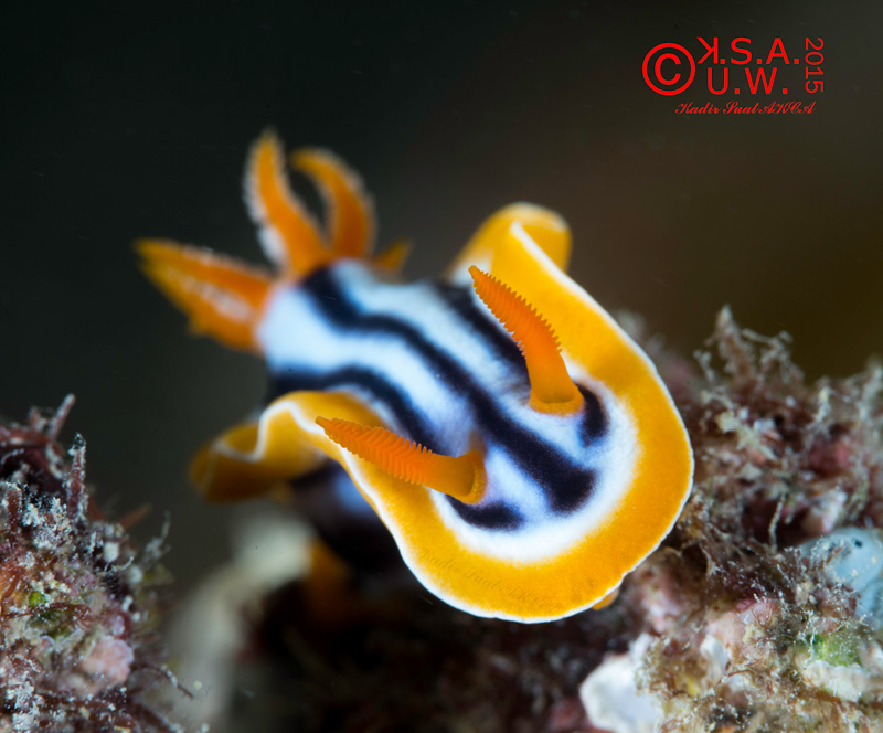 Critical focus on chromodoris nudibranch rhinophores.