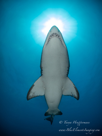 Don’t forget to look up, where the lightly colored underside of the sand tiger makes for a nice contrast with the blue water. 1/320, f/10, ISO 320