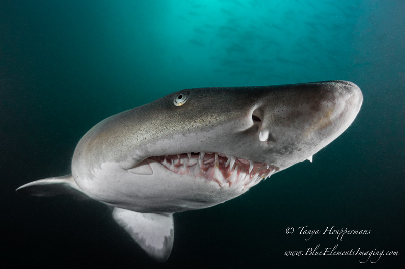 Although ferocious-looking with their scraggly teeth, sand tigers are placid sharks that feed on small vertebrate marine life. 1/320, f/4/ISO 320