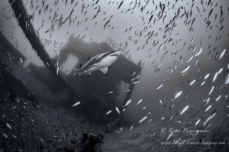 A sand tiger shark glides above the wreck of the Spar. 1/320, f/3.5, ISO 320