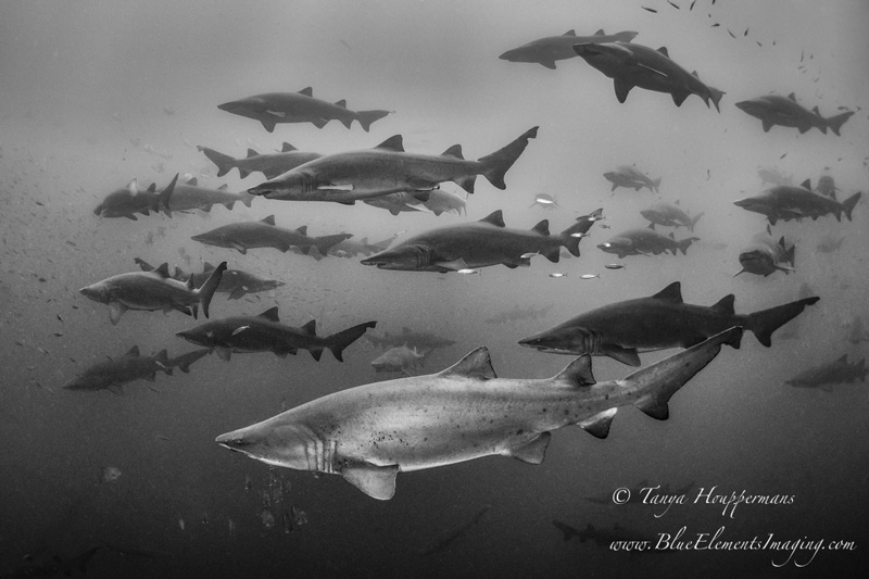 Sand tigers slowly swim in formation above the wreck of the Caribsea. 1/320, f/4, ISO 250