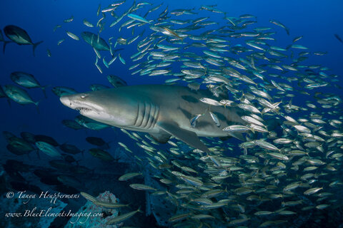 Bait fish tend to position themselves around the sand tigers, which makes for a dynamic composition as they move through the water. 1/250, f/3.5, ISO 320