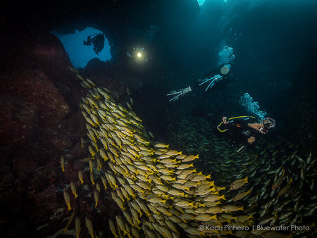 F5, 1/100th, ISO 200 at 7mm Cocos Island underwater photos