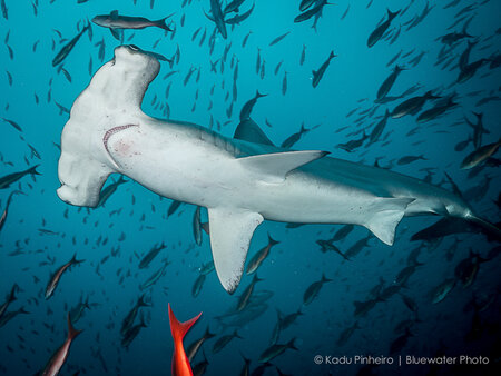 F5.6, 1/100th, ISO 400 at 14mm hammerhead shark underwater photo