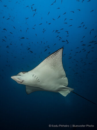 F5, 1/125th, ISO 200 at 14mm Eagle ray Cocos