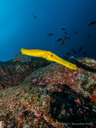 F5.6, 1/100th, ISO 200 at 8mm trumpetfish