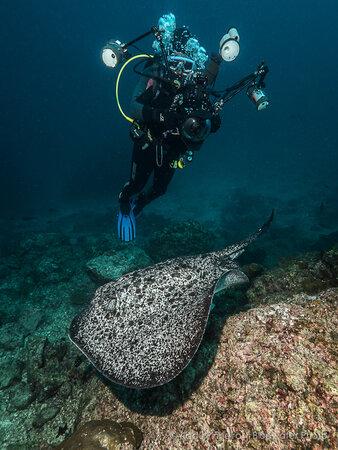 F5.6, 1/100th, ISO 200 at 8mm Stingray with Panasonic 7-14mm lens underwater