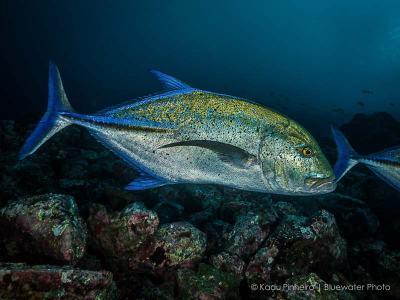 Giant Trevally F5.6, 1/250th, ISO 200 at 10mm Giant Trevally underwater photography