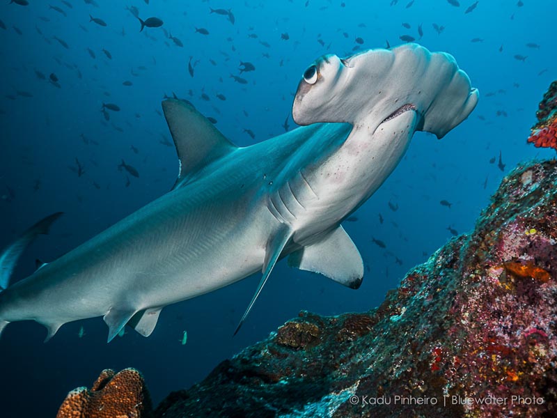 F4.5, 1/125th, ISO 200 at 14mm panasonic 7-14mm lens review underwater