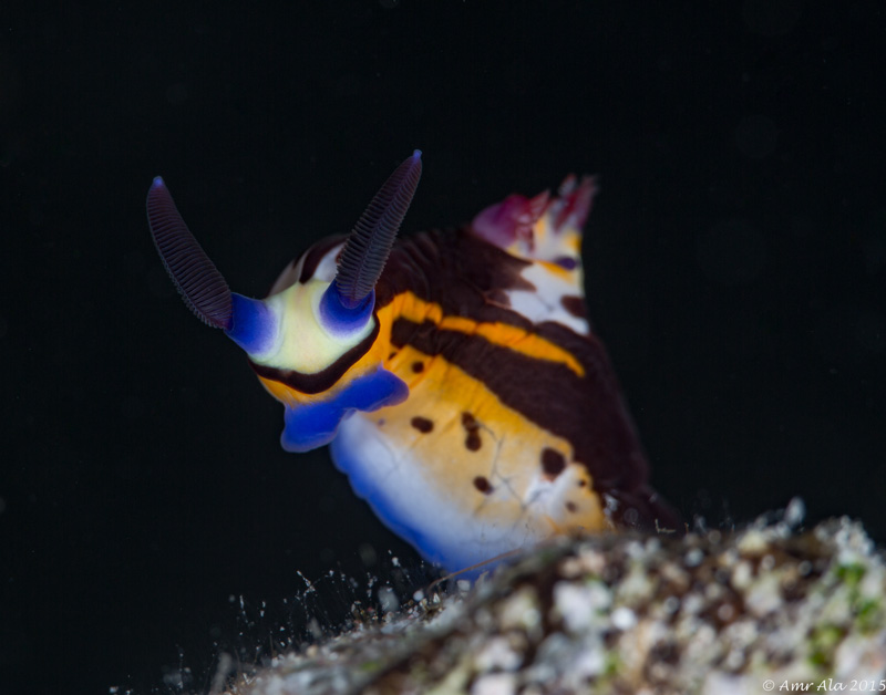 A nudibranch looks towards the Canon 100mm macro lens in Jeddah, on the Red Sea.
