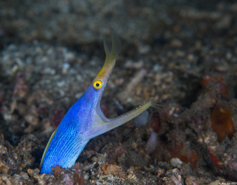 A blue ribbon eel in the Lembeh Strait.
