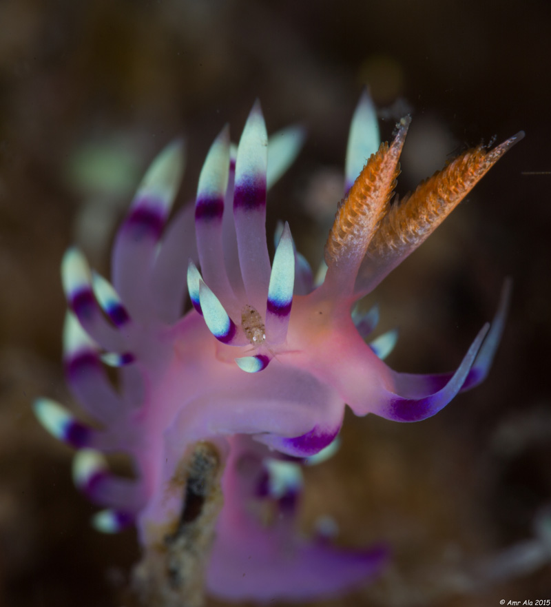 Shallow depth of field and a colorful nudibranch in the Lembeh Strait.