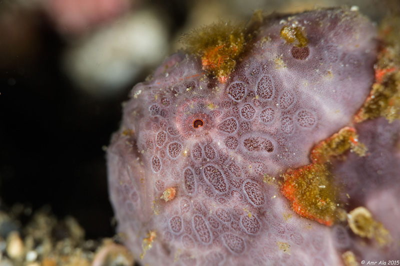 Frogfish portrait in the Lembeh Strait.